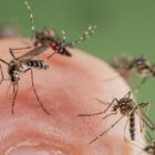Nyamuk wolbachia diklaim bisa menurunkan penularan demam berdarah dengue (DBD). (Foto: Istimewa)