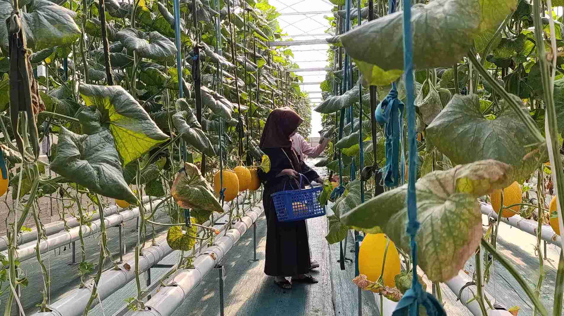 Greenhouse Tanjoeng Farm di Dusun Tanjung Lor, Desa Karanganyar, bahkan berhasil menjual habis 2,2 ton melon hanya dalam dua hari saat panen perdana.