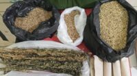 Barbuk ganja